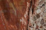 Colorful, Petrified Wood (Araucarioxylon) Stand-up - Arizona #210837-1